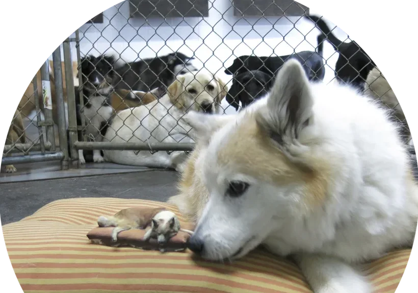 A dog meets its COPPY, a GravityB 3D figurine