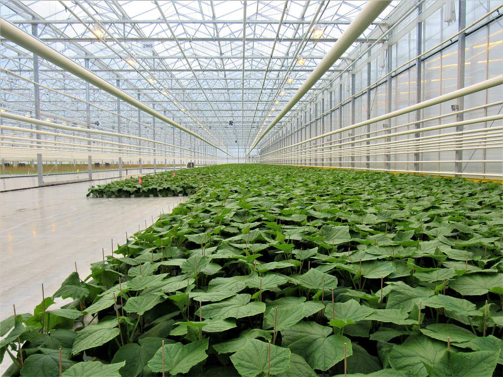 Pro Electric greenhouse electrical project
